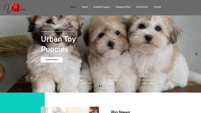 Urbantoypuppies.com - Cavapoo Puppy Scam Review