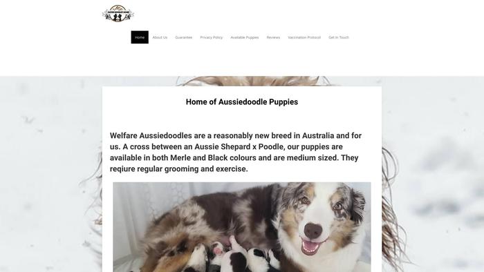 Welfareaussiedoodlehome.com - Australian Shepherd Puppy Scam Review