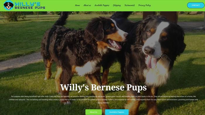 Willysbernesepups.com - Bernese Mountain Dog Puppy Scam Review