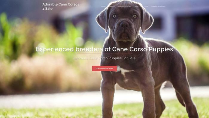 Adorablecorsos4sale.com - Cane Corso Puppy Scam Review