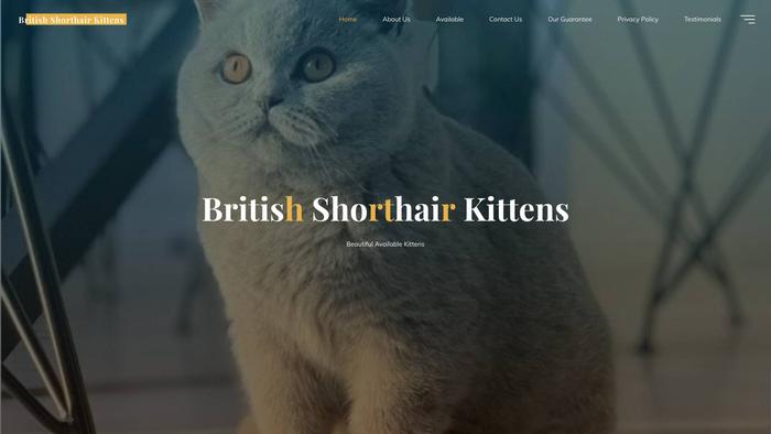 Amazingkittensforall.com - British Shorthair Puppy Scam Review