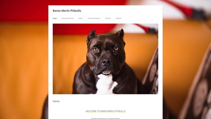 Bamsmerlepitbull.com - Pit Bull Puppy Scam Review