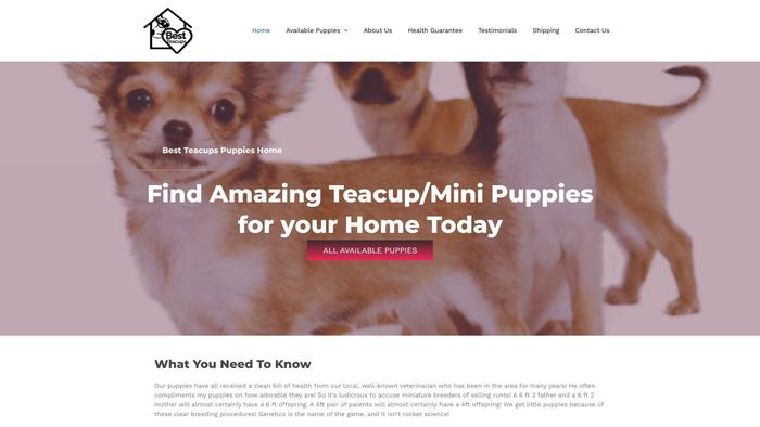 Bestteacuphome.com - Yorkshire Terrier Puppy Scam Review