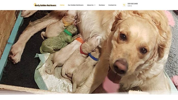 Burlygoldenretrievers.com - Golden Retriever Puppy Scam Review