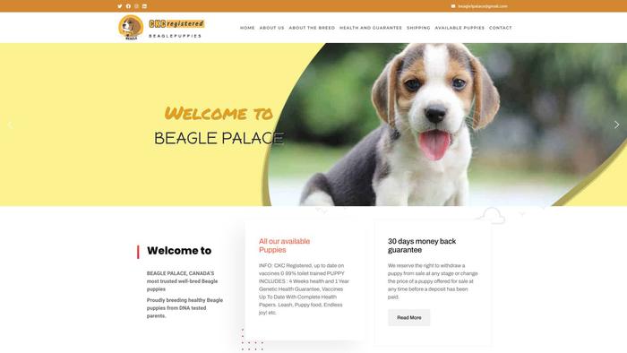 Ckcregisteredbeaglepups.com - Beagle Puppy Scam Review