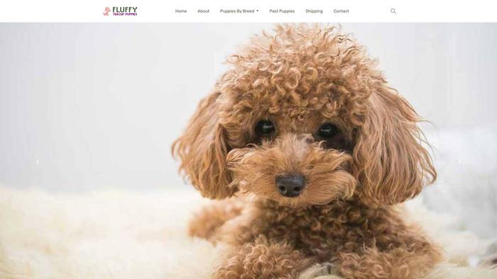 Fluffyteacuppuppies.com - Yorkshire Terrier Puppy Scam Review