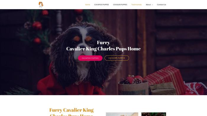 Furrycavalierkingcharlespupshome.com - Cavalier King Charles Spaniel Puppy Scam Review