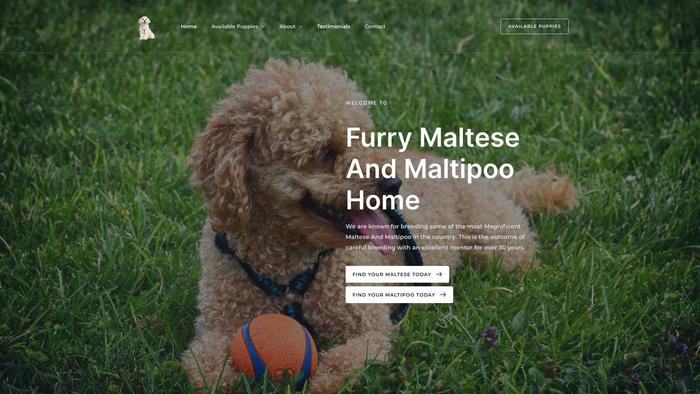 Furrymalteseandmaltipoohome.com - Maltese Puppy Scam Review