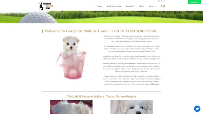 Gorgeousmaltesehomes.com - Maltese Puppy Scam Review