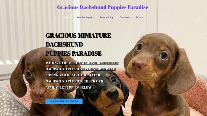 Graciousdachshundpuppies.com - Dachshund Puppy Scam Review