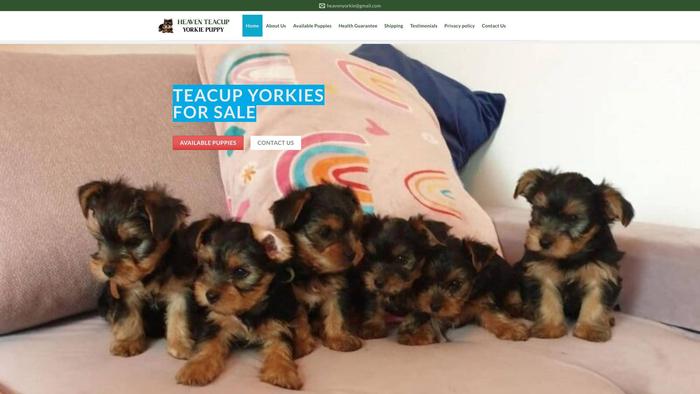 Heaventeacupyorkiepuppy.com - Yorkshire Terrier Puppy Scam Review