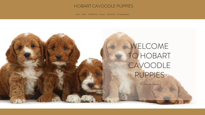 Hobartcavoodlepuppies.com - Cavapoo Puppy Scam Review