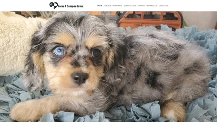 Home4cavapoolovers.com - Cavapoo Puppy Scam Review