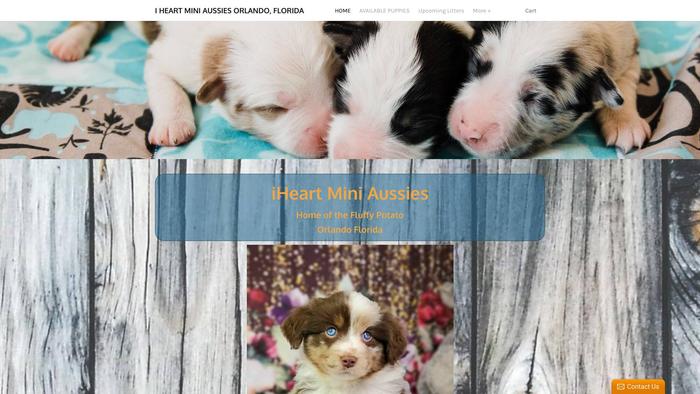 Iheartminiaussies.com - Australian Shepherd Puppy Scam Review