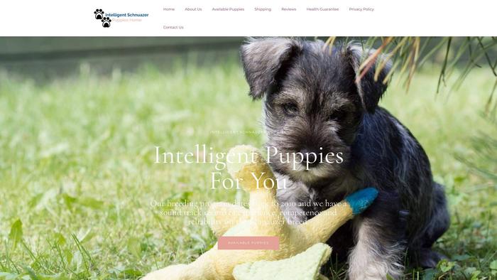 Intelligentschnuazerpuppies.com - Schnauzer Puppy Scam Review