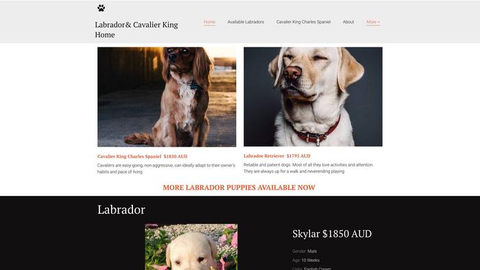 Labradorretrieversaustralia.net - Golden Retriever Puppy Scam Review