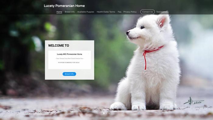 Lucetypomeranianhome.com - Pomeranian Puppy Scam Review