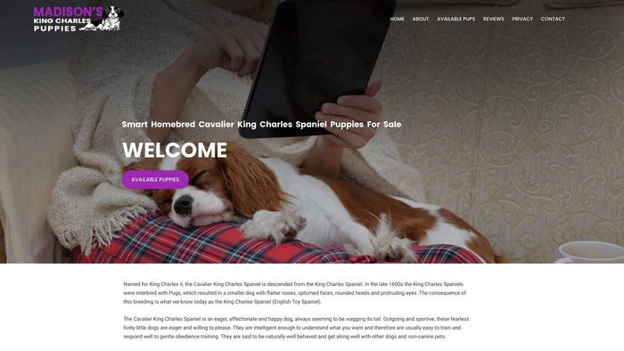 Madisonskingcharlespuppies.com - Cavalier King Charles Spaniel Puppy Scam Review