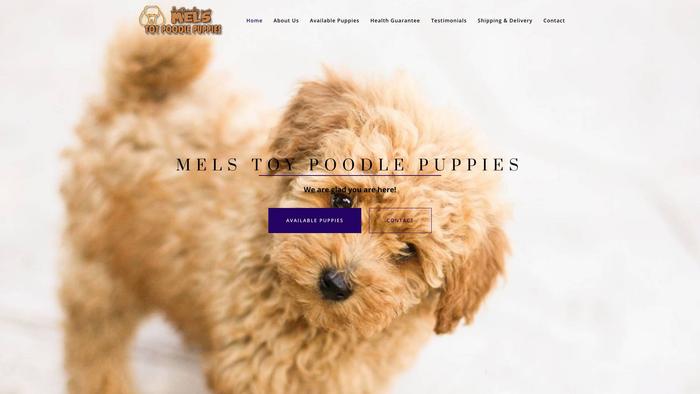 Melstoypoodlepuppies.com - Poodle Puppy Scam Review