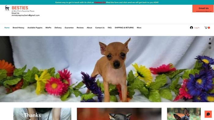 Miniaturepinschernearme.com - Doberman Pinscher Puppy Scam Review