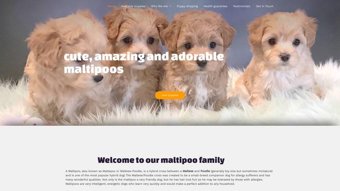 Mittlewestmaltipoocom.com - Maltipoo Puppy Scam Review