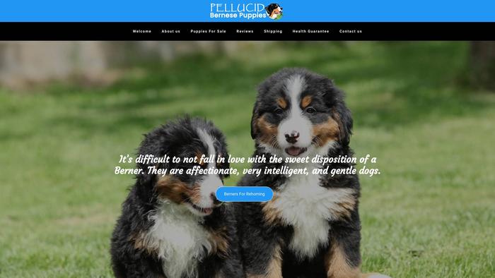 Pellucidbernesepuppies.com - Bernese Mountain Dog Puppy Scam Review