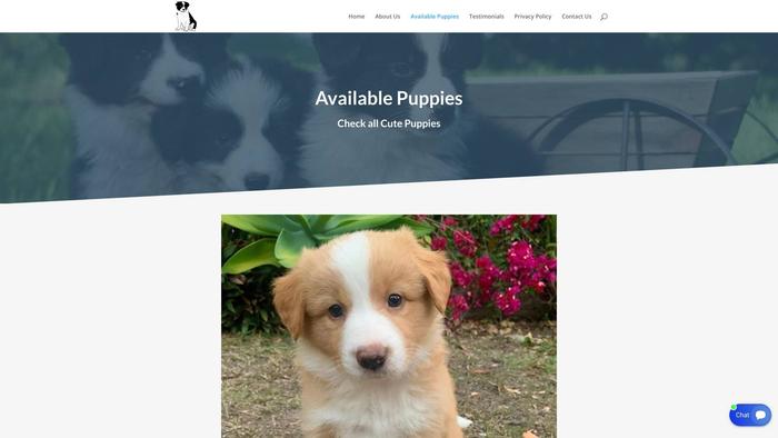 Purebordercolliepups.com - Bordercollie Puppy Scam Review