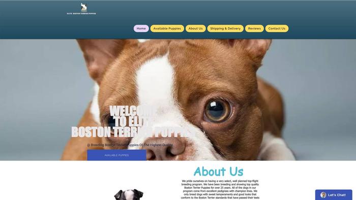 Purebostonterrierpuppies.com - Terrier Puppy Scam Review