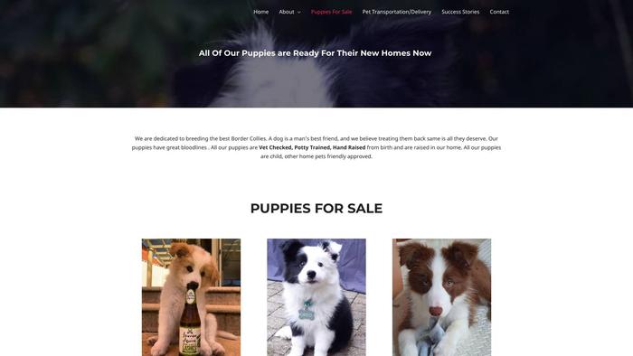 Sunshinebordercollies.com - Bordercollie Puppy Scam Review