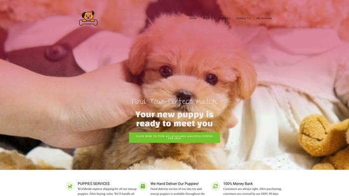 Teacupmaltipoo4homes.online - Maltipoo Puppy Scam Review