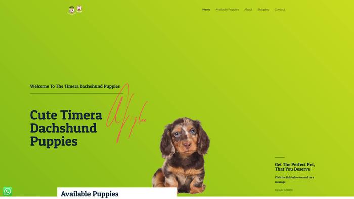 Timeradaschundpuppies.com - Dachshund Puppy Scam Review