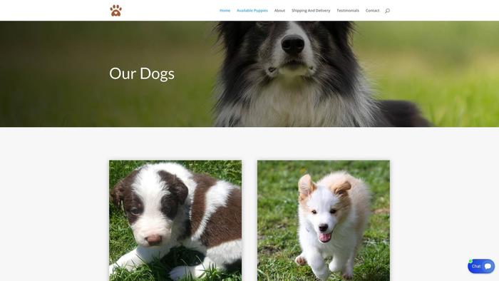 Topbestbordercollie.com - Bordercollie Puppy Scam Review