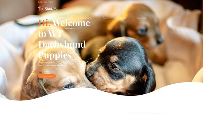 Welltrainedachshundpuppies.com - Dachshund Puppy Scam Review