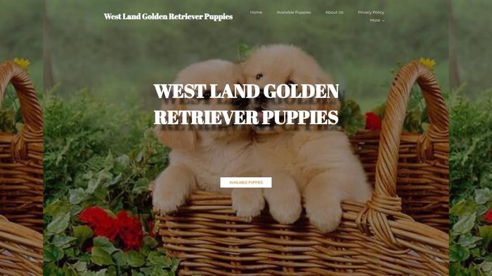 Westlandgoldenretrieverpuppies.com - Golden Retriever Puppy Scam Review