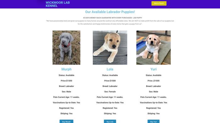 Wickmoorlabradorhome.com - Labrador Puppy Scam Review