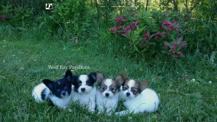 Wolfbaypapillons.com - Papillon Puppy Scam Review