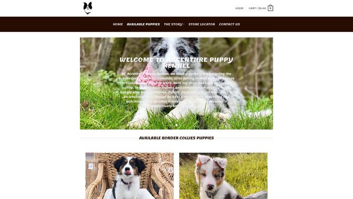 Accenturebordercollies.online - Bordercollie Puppy Scam Review