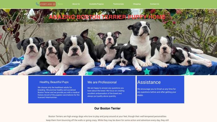 Amazingbostonterrierpuppyhom.com - Terrier Puppy Scam Review