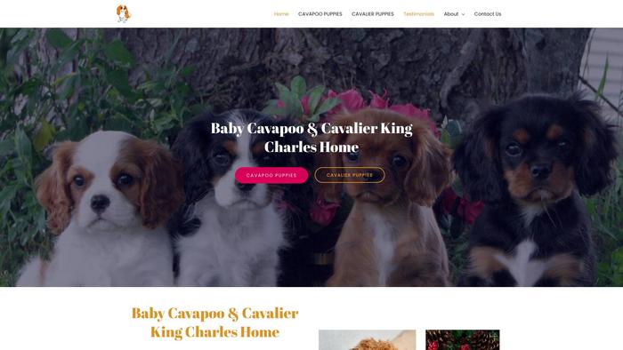 Babycavapooandcavalierkingcharleshome.com - Cavalier King Charles Spaniel Puppy Scam Review