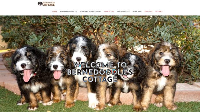 Bernedoodlescottage.com - Bernedoodle Puppy Scam Review