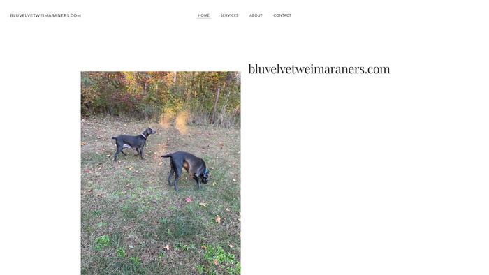 Bluvelvetweimaraners.com - Weimaraner Puppy Scam Review