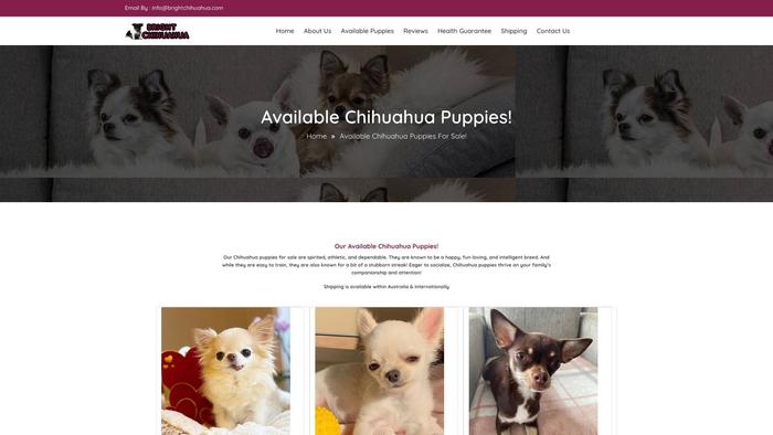 Brightchihuahua.com - Chihuahua Puppy Scam Review