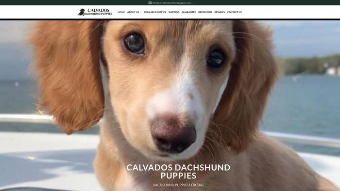 Calvadosdachshundpuppies.com - Dachshund Puppy Scam Review