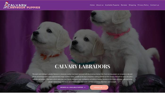 Calvarylabradors.com - Labrador Puppy Scam Review