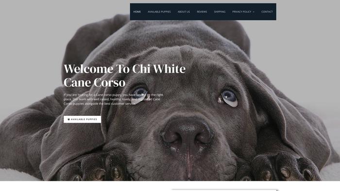 Chiwhitecanecorso.com - Cane Corso Puppy Scam Review