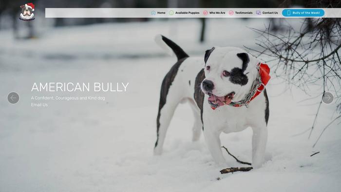 Chloeamericanbullypuppies.com - Pit Bull Puppy Scam Review