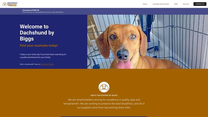 Dachshundbybiggs.com - Dachshund Puppy Scam Review