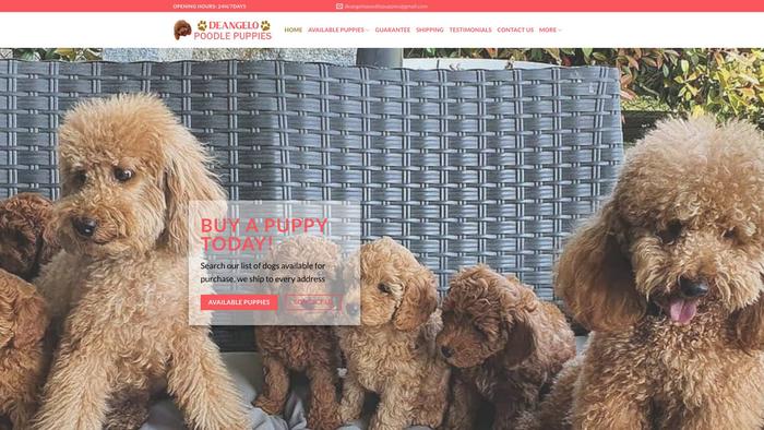 Deangelopoodlepuppies.com - Poodle Puppy Scam Review