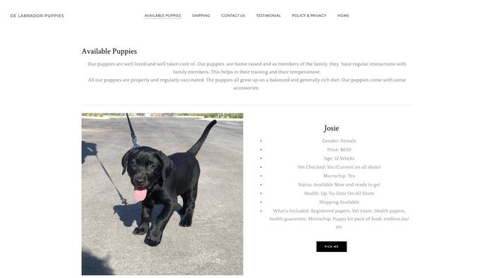 Delabradorpuppies.com - Labrador Puppy Scam Review