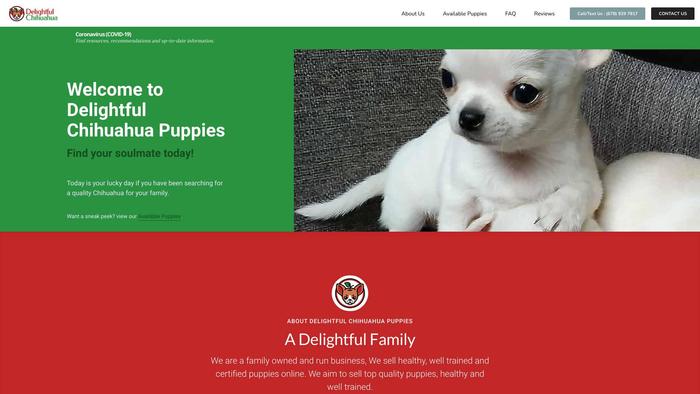 Delightfulchihuahuapuppies.com - Chihuahua Puppy Scam Review